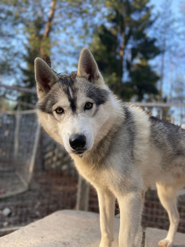 Зимняя сказка Лапландии 🚌
