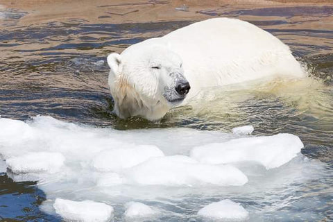 Ziemas pasaka Lapzemē 🚌