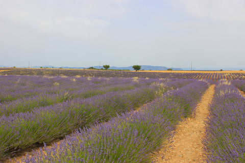 Provansā smaržo 🚌